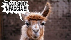 lama
